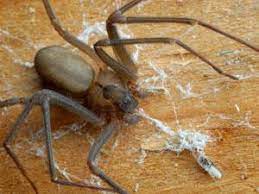 They get the snake to bite onto a thin covering over a vial. Step Towards A Spider Venom Vaccine Research Chemistry World