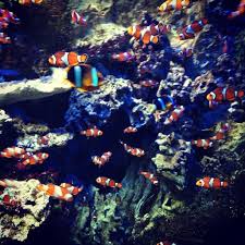 Where Is Nemo Painting Art Instagram