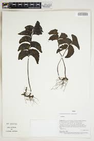 Image result for Lindsaeaceae