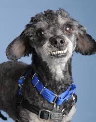 It is sponsored by the american veterinary medical association (avma) as a subtle reminder to keep an eye on fido's and. Homeward Pet Save On Your Pet S Smile