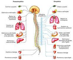 La disautonomía es una alteración del sistema nervioso autónomo (sna), el cual controla las funciones involuntarias de los órganos internos. Disautonomia Brasil Home Facebook