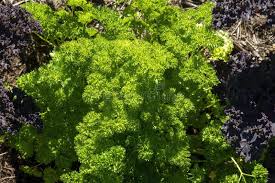 Image result for Petroselinum