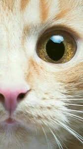 Kedi Gozu Hayvan Sevimli Kediler Hayvanlar