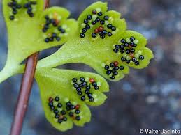 Image result for Samanea leptophylla