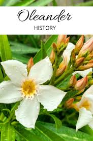Oleander Plant History Where Does Oleander Come From Gardening Know How S Blog Oleander Plants Oleander Plants