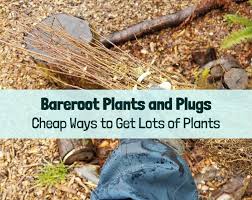 Check spelling or type a new query. Bareroot Plants And Plugs Cheap Ways To Get Lots Of Plants
