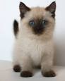 Siamese Kittens For Sale by Reputable Breeders | Pets4You