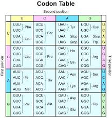 However, if you took three bases per amino acid, that gives you 64 codes (ttt, ttc, tta, ttg, tct, tcc and so on). The Table Below Shows The Codons That Make Up The Genetic Code And The Sequence Of Nucleotides That Brainly Com