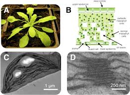 In c4 plants, there are two distinct types of photosynthetic cells: Photosynthesis Abstract Europe Pmc