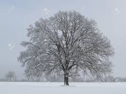 Solo árbol En Invierno Fotos, Retratos, Imágenes Y Fotografía De ...