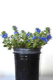 We did not find results for: Buy Blue My Mind Blue Daze Excludes Ca Az 1 Gal At Root 98 Warehouse For Only 53 99