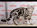 American Shorthair Kittens | American Shorthair Breeders