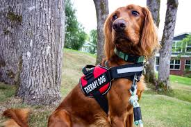 Emotional support animal registration or emotional support animal certification is not real or legitimate. Why My Family Needs An Emotional Support Animal On Planes Popsugar Pets