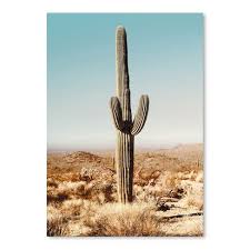 Open a wholesale account today. Americanflat Desert Cactus Photo By Tanya Shumkina 24 X36 Poster Art Print Target
