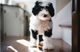 F1 sheepadoodles are a first generation, which means their parents are an old english sheepdog and a poodle. Mini Sheepadoodle Everything You Would Like To Know Ebknows