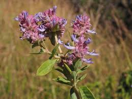 Image result for Aeollanthus neglectus