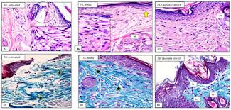 Image result for Launaea violacea