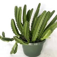 Image result for Stapelia