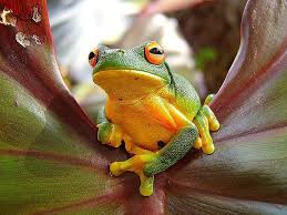 Northern Red Eyed Tree Frog Atherton Table Lands Rainforest North Queensland Australia Red Eyed Tree Frog Tree Frogs Frog
