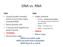 dna protein synthesis mutations ppt download