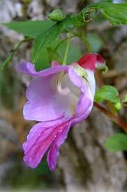 Pin On Flowers