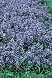 Check out these awesome flowering ground cover plants that you can grow in your garden with ease to add a dash of colors! 1022 Shade Gardens Ground Covers Planttalk Colorado