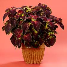 Image result for Coleus articulatus
