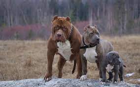 From apex predators snapped in the wild, to the ferocious beasts some people call pets in the home. World S Largest Pitbull Has Puppies Which Could Be Worth 100 000 Each