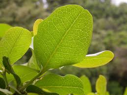 Image result for Beilschmiedia michelsonii