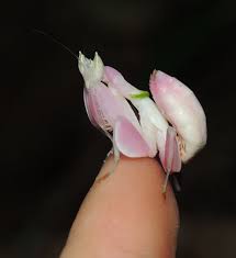 Hymenopus coronatus, that's right, orchid mantises! Orchid Mantis Videos Facebook