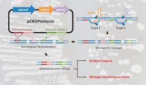 High-Efficiency Multiplex Genome Editing of Streptomyces Species Using an  Engineered CRISPR/Cas System | ACS Synthetic Biology
