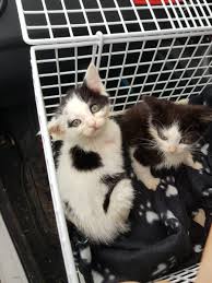 Pest control services birmingham, are a pest control specialists in birmingham in west midlands, call us today! Bham City Council On Twitter Birmingham City Council Pest Control Officers Found More Than Rubbish During A Clean Up Of Bellfield Park Winson Green Today A Moses Basket Containing Live Kittens 1 3