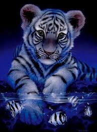 Black And White Baby Tiger Pictures Pin On Kool Bluez
