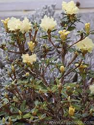 Rhododendron Hypenanthum A Small Alpine Rhododendron Species Native To The Northwestern Himalayas Where It Occurs At Elevations Of Rhododendron Species Photo