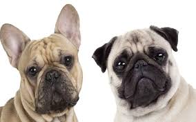 The french bulldog mix with pitbull brings out the best qualities of both parents. Frenchie Pug French Bulldog Pug Mix Dog Photos Behavior Trainability Puppy Price Health Facts