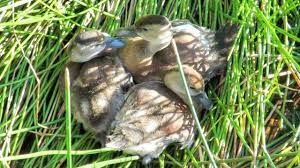 We did not find results for: Black Bellied Whistling Duck Family Youtube