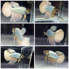 We have here a white cellophane koi halfmoon betta. Betta Fish Aquariums Wip Polymer Clay Cellophane Betta Charm Made By Me Fins Are Translucent Sculpey Clay Aquariums