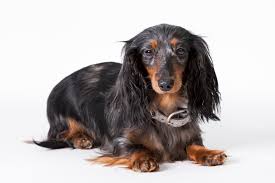 They deserve to say goodbye in a place where they feel most comfortable, surrounded with the people they love. Peace Love Dogs Home