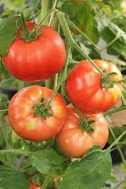 It produces large (14 to 24 oz/ 400 to 680 gr) fruits which are red meaty and juicy. List Of Indeterminate Tomatoes From A To Z Gardening Channel