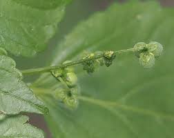 Image result for Micrococca mercurialis