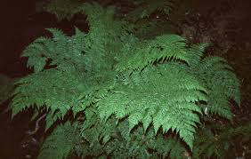 Image result for Megalastrum