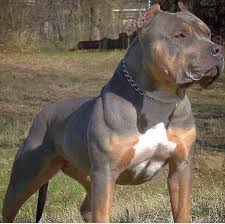 Amazing Color And Structure Hope Its Not Photoshop Pitbull Terrier Bully Breeds Dogs Scary Dogs