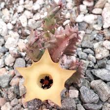 Image result for Huernia leachii