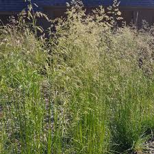 Image result for Deschampsia