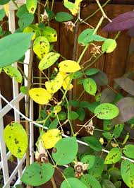 Sanitation along with good weather will reduce future spray the plant with insecticidal soap to control the aphids and wash off the sooty mold. Question Of The Week Number 1 May 23 2019 Black Spot Of Roses Neil Sperry S Gardens