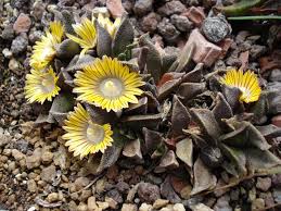 Image result for Nananthus vittatus