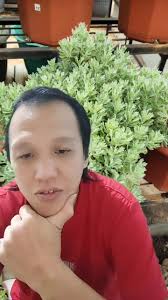 Tanaman Phu Yong baik untuk rumah #jakarta #bagansiapiapi #bagankia #b...