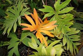 Photo Of The Entire Plant Of Philodendron Mayoi Posted By Skylark National Gardening Association Plants Philodendron Plants Are Friends
