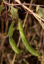 Image result for Dolichos sericeus