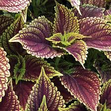 Image result for Coleus zombensis